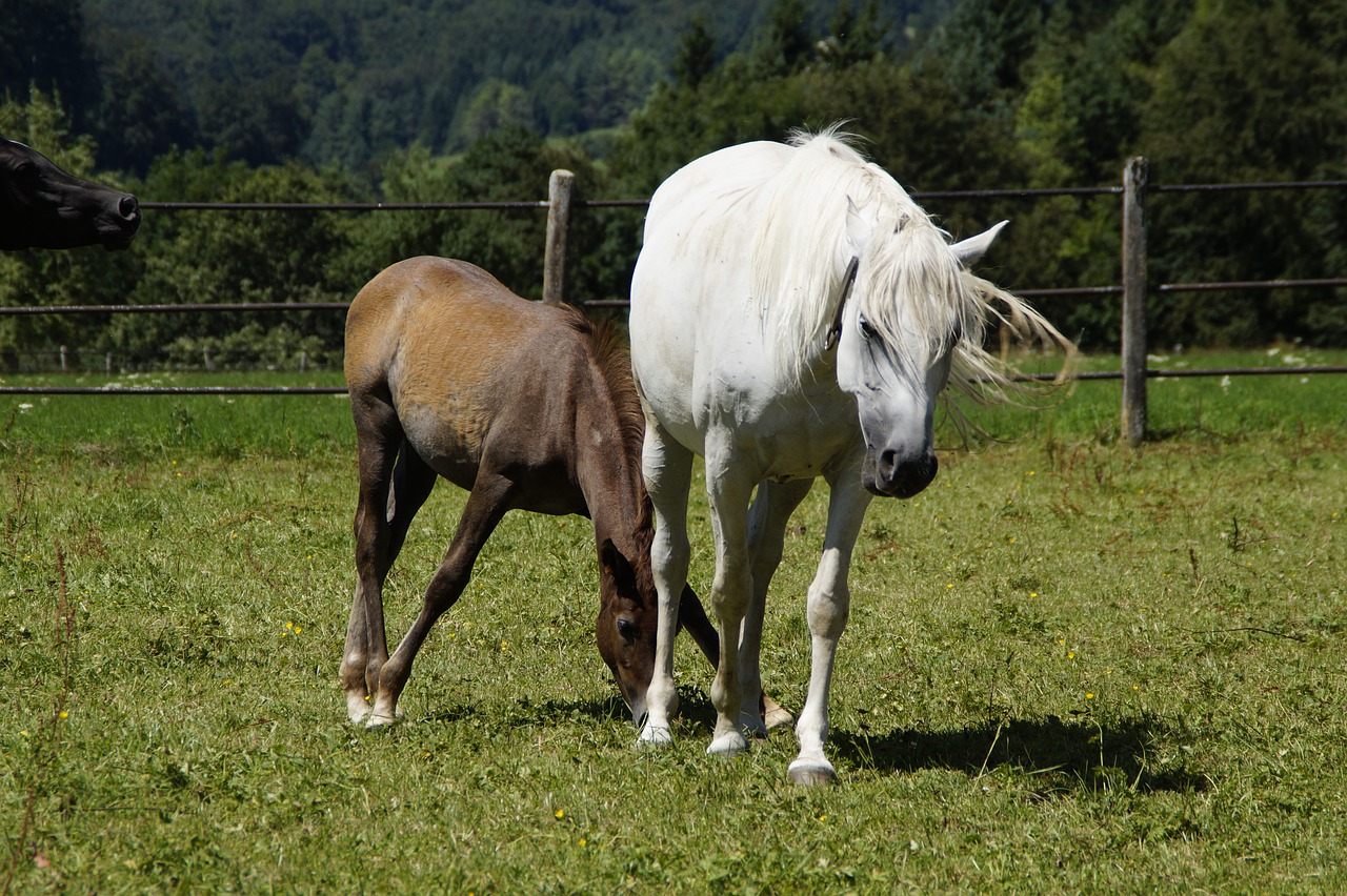 Image - mares foal arabs breeding mold