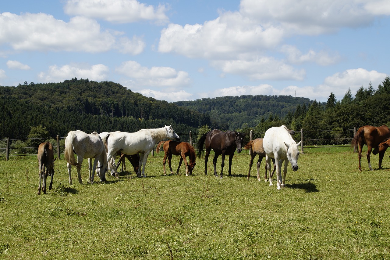 Image - mares foal arabs breeding mold