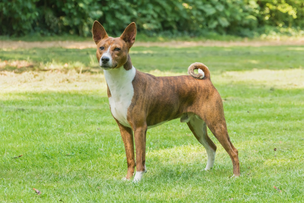 Image - dog animal pet dogs barking