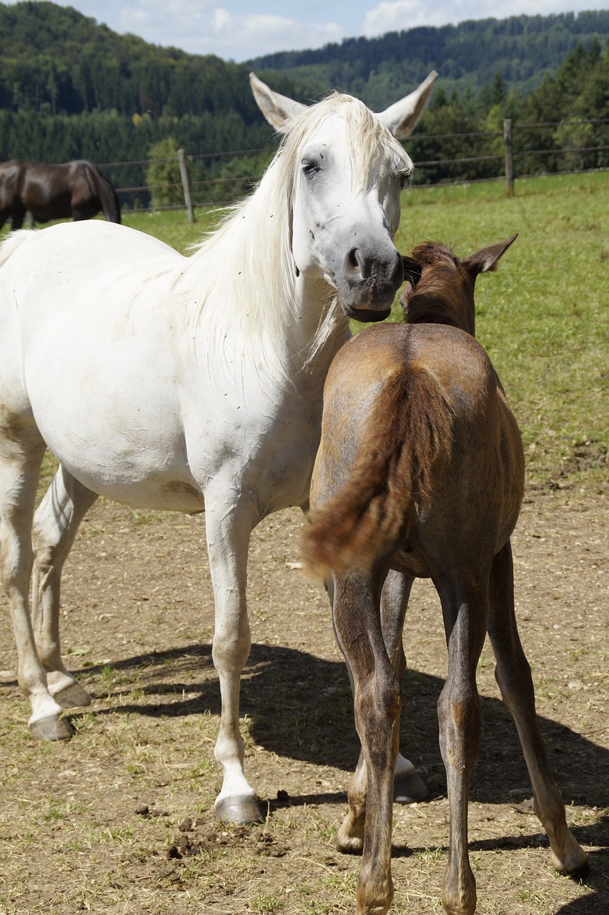 Image - mares foal arabs breeding mold