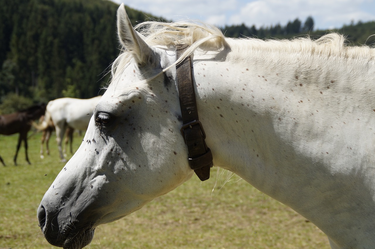 Image - mare mold arabs horse