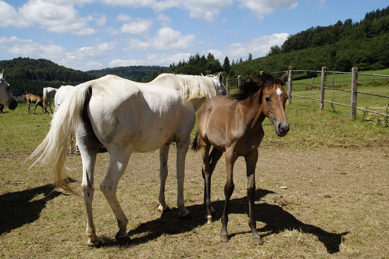 Image - country stud stud mare herd flock