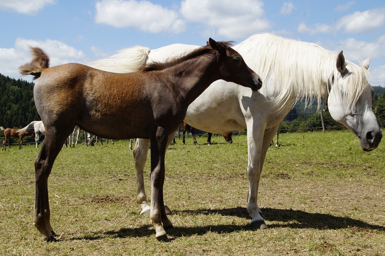 Image - country stud stud mare herd flock