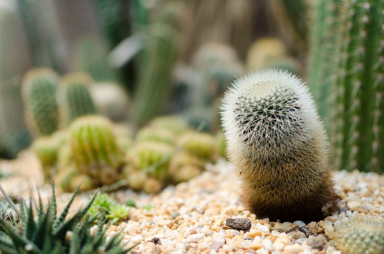 Image - cactus gardens by the bay flower