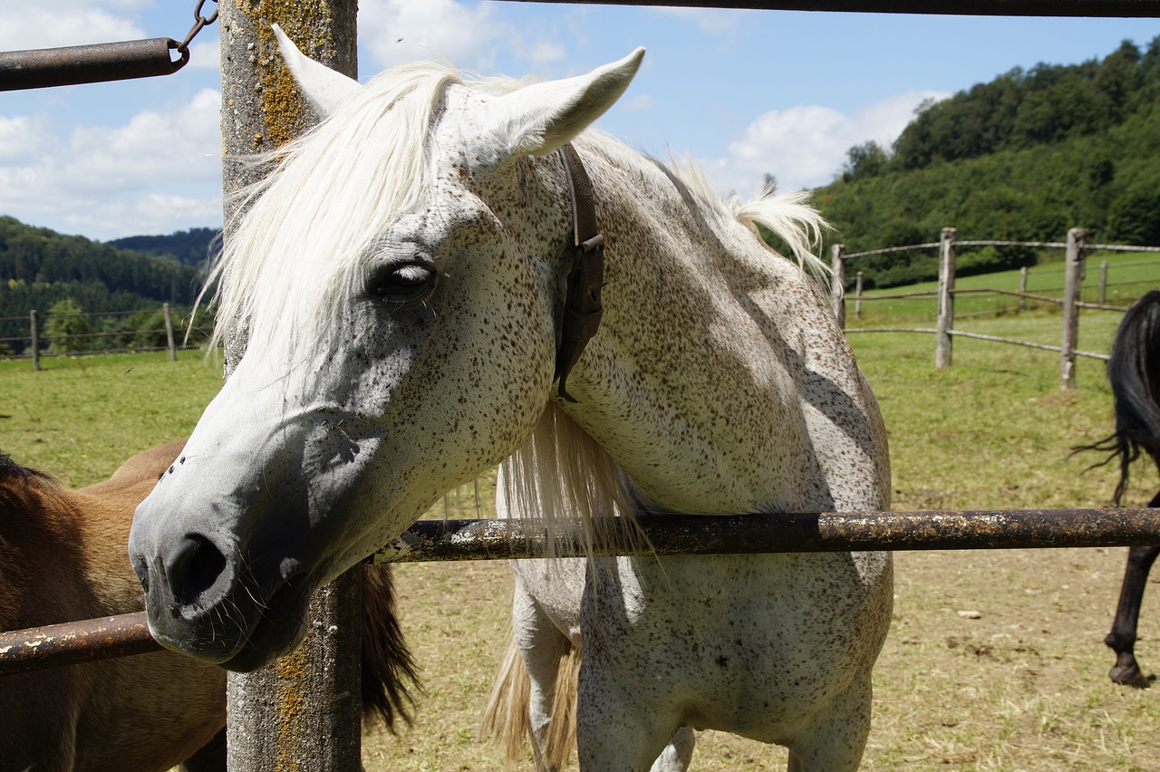 Image - mare mold arabs horse