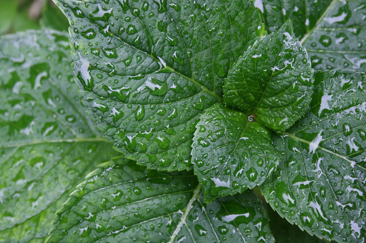 Image - hydrangea leaves dew water drops