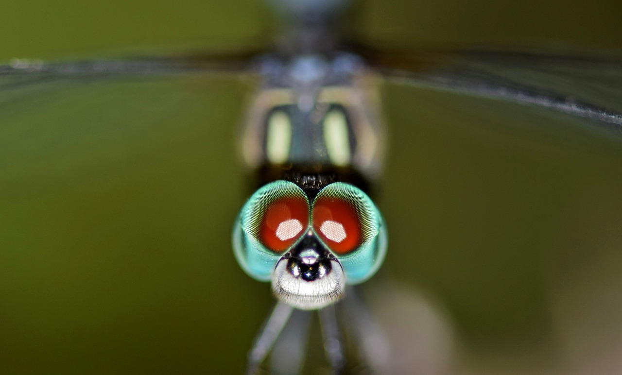 Image - dragonfly insect bug winged insect