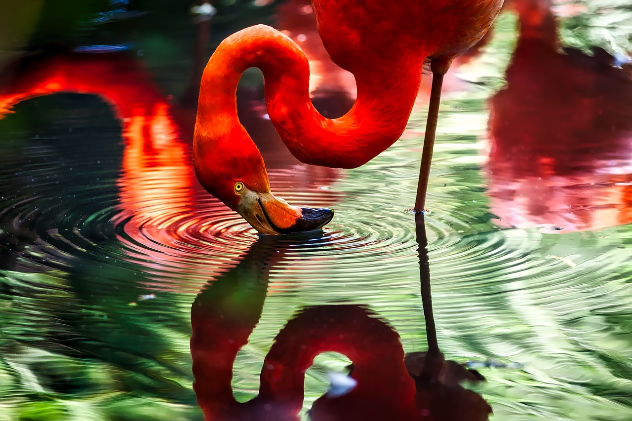 Image - flamingo bird macro closeup hdr