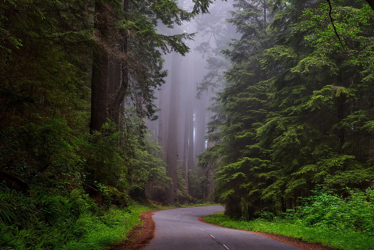 Image - redwood national park california hdr