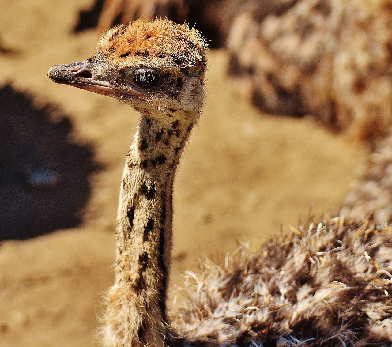 Image - bouquet young animal ostrich farm