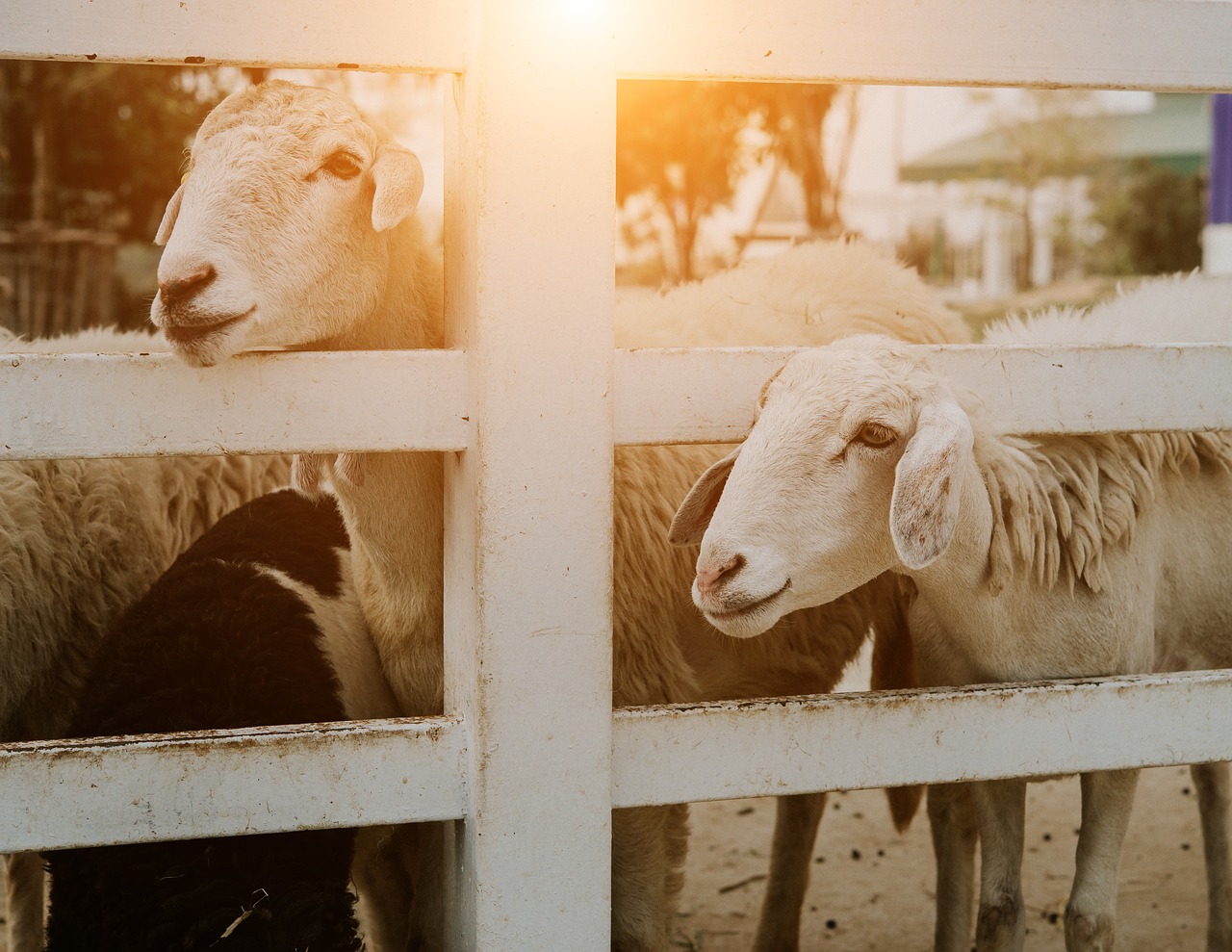 Image - sheep farm group flock animal