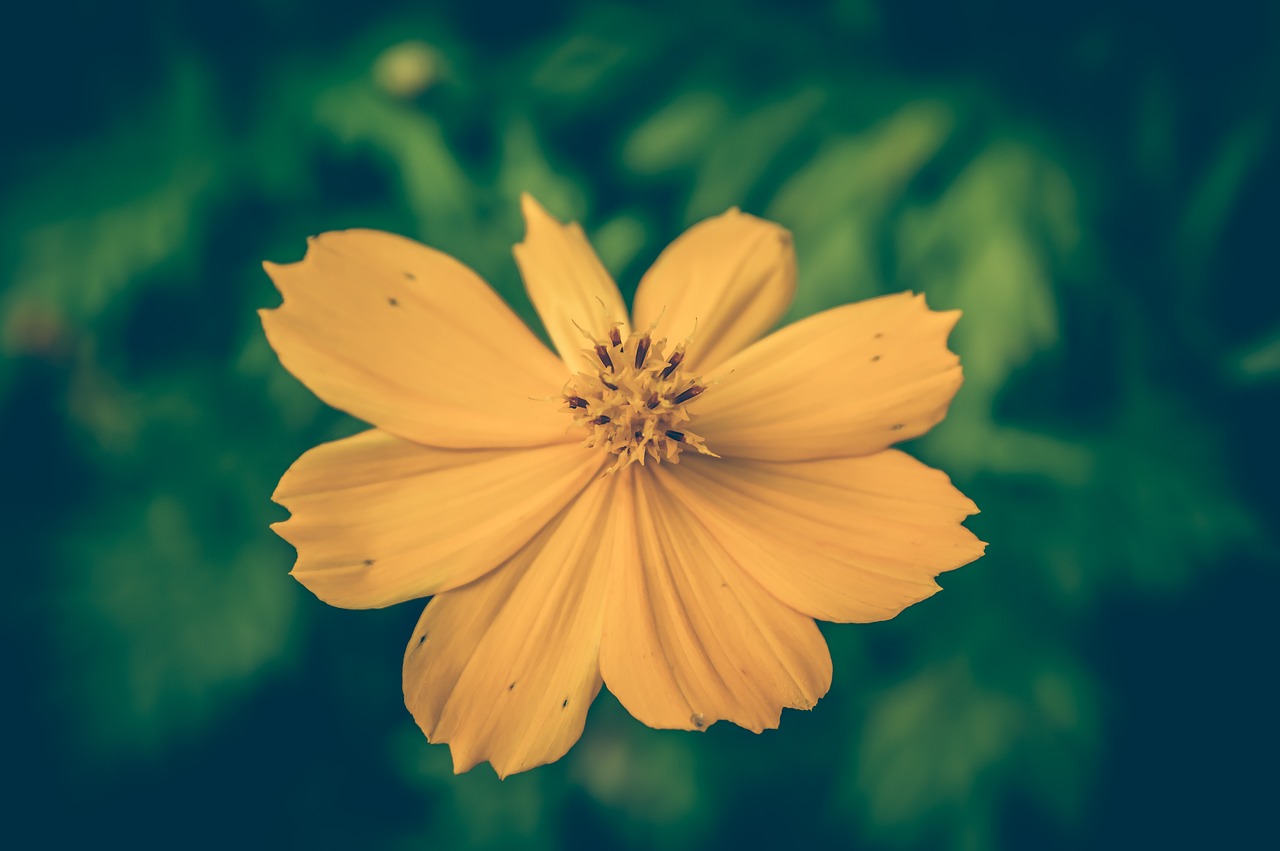Image - cosmea vintage flower background