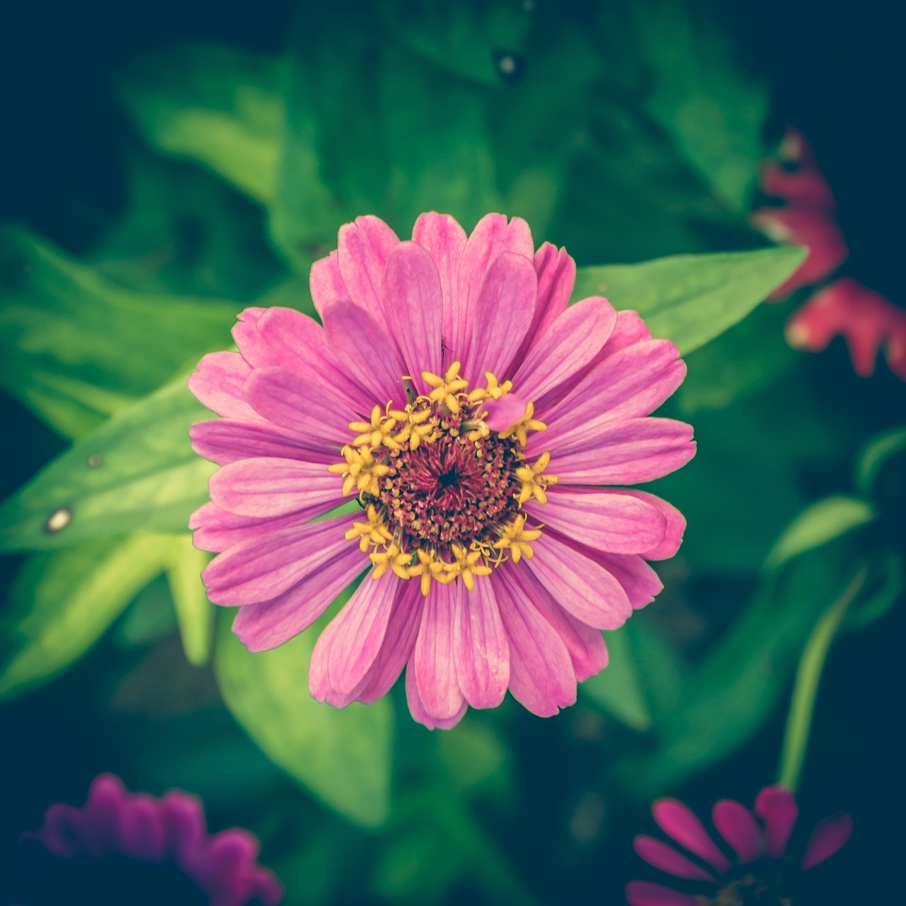 Image - zinnia vintage flower background