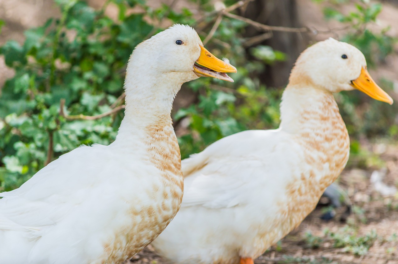 Image - duck thailand field rice chase