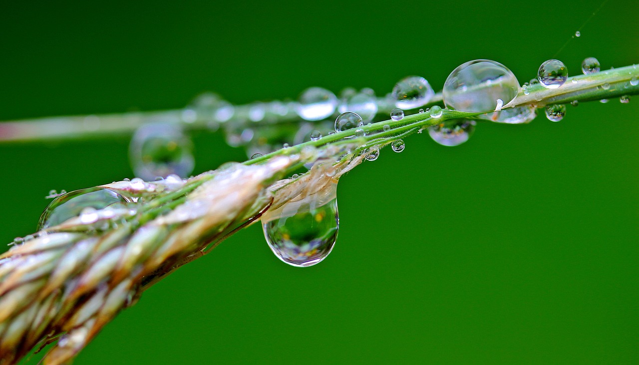 Image - raindrop drip rain water wet