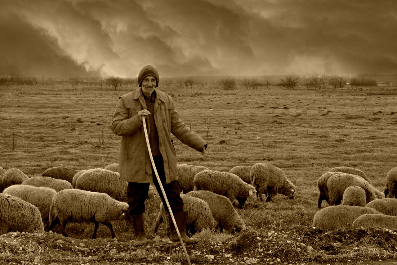 Image - camacho sheep the flock nomadic