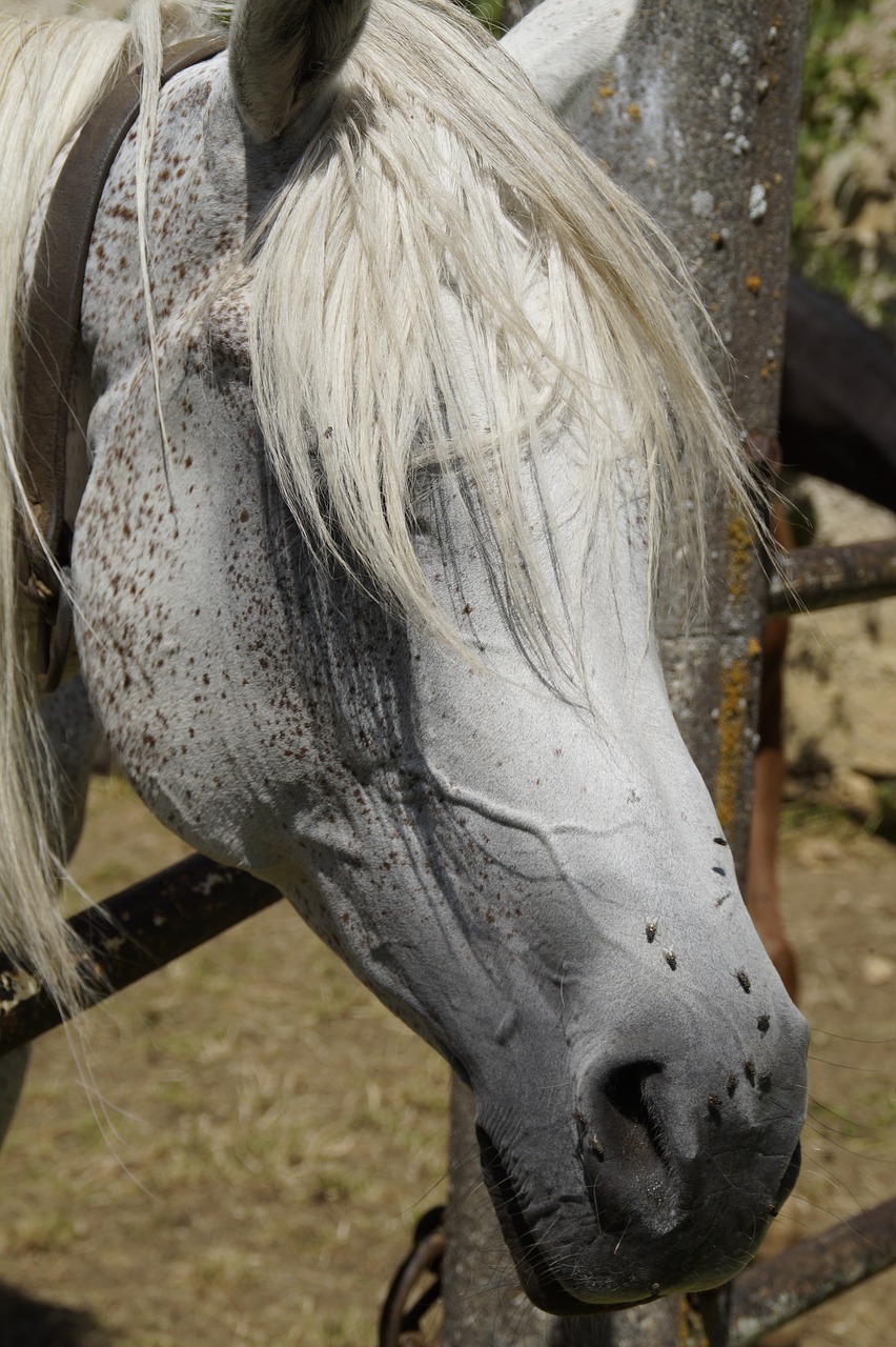 Image - horse head summer fly plage mare