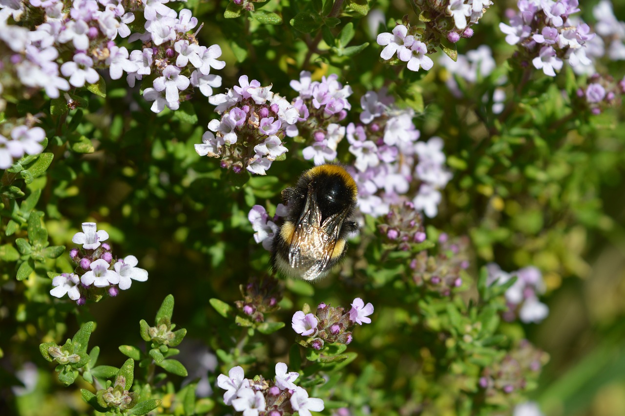 Image - flower bourdon nature insect