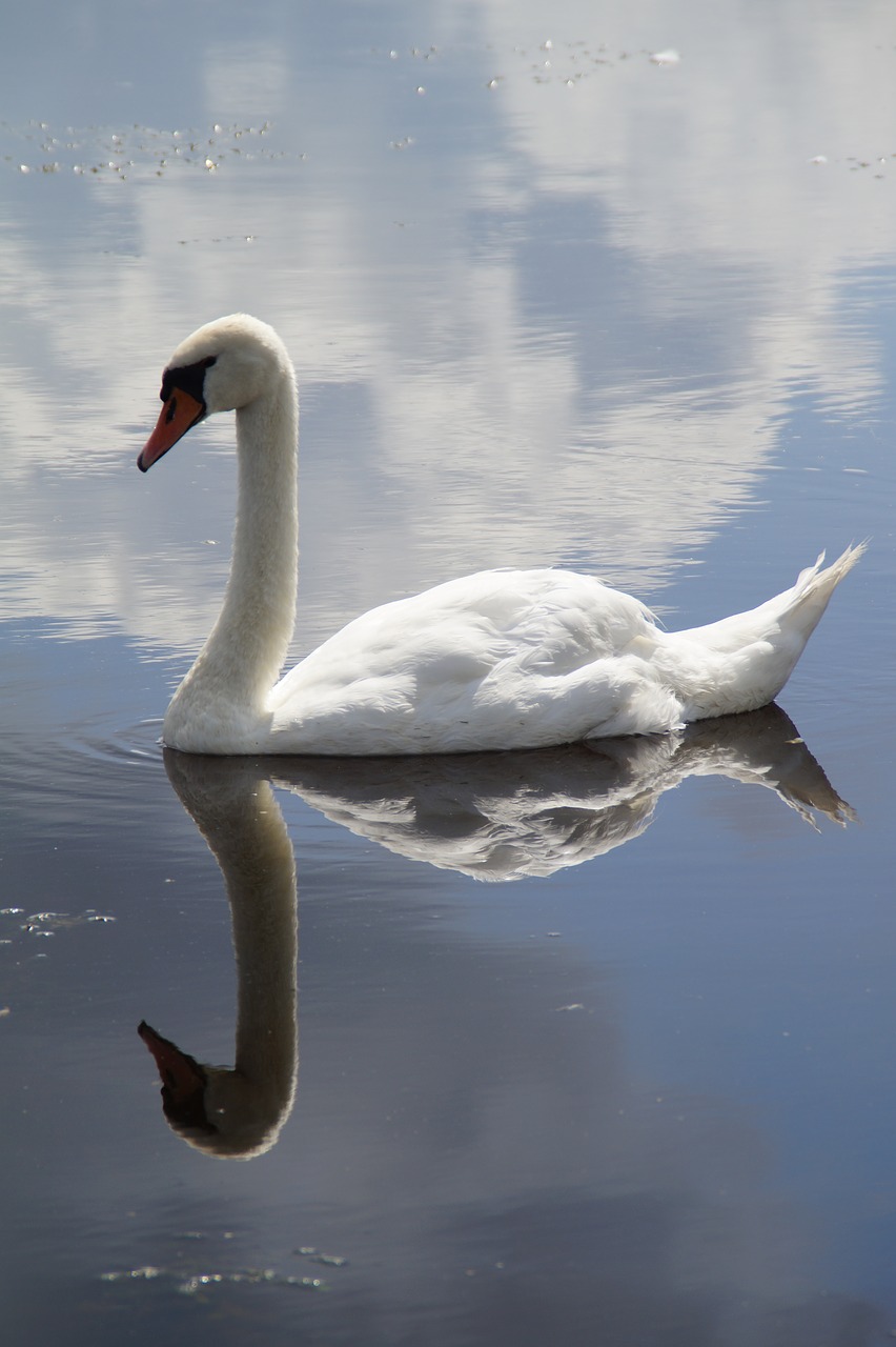 Image - swan mute swan water bird swim