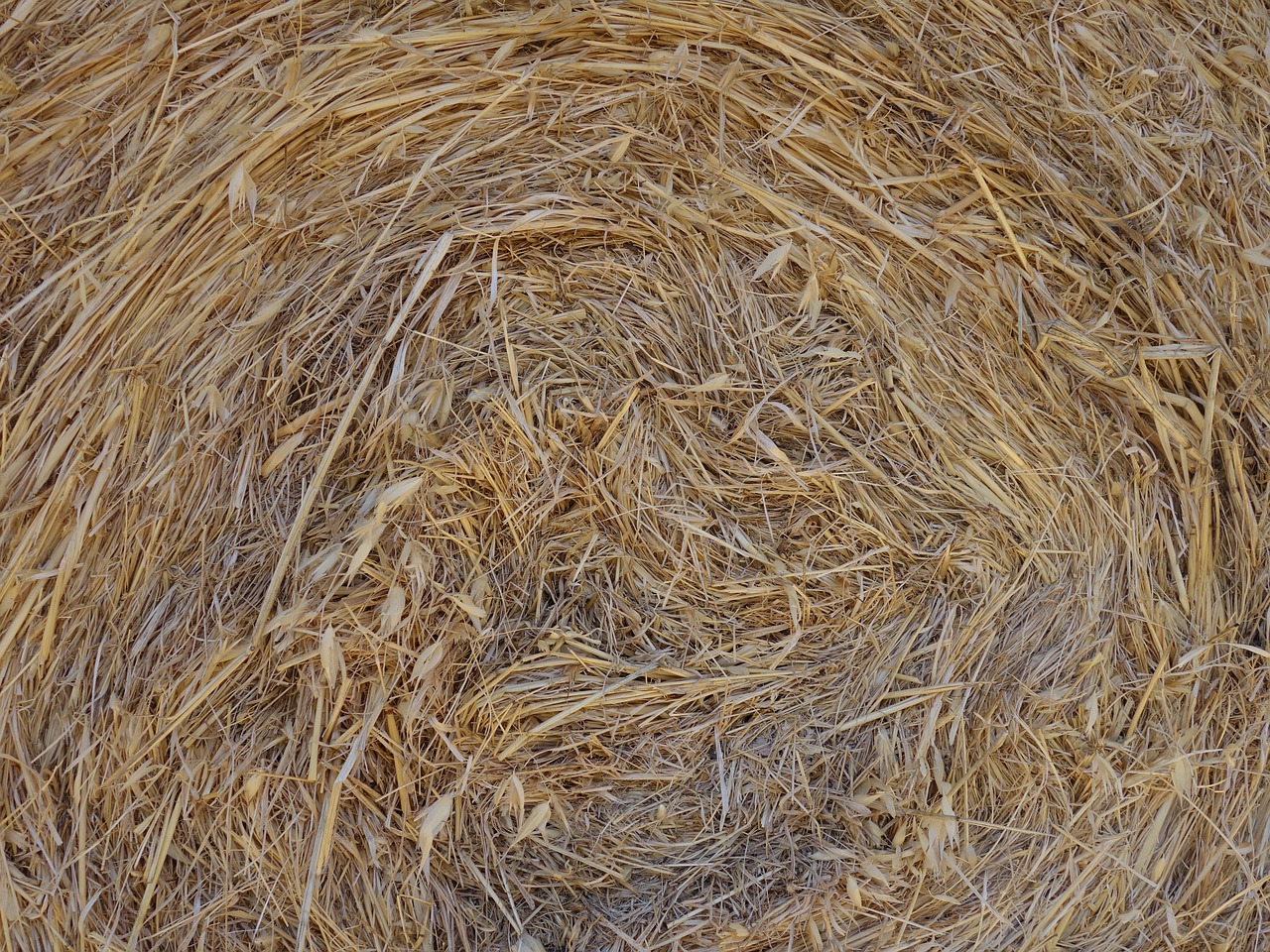 Image - straw straw bales dry rolled