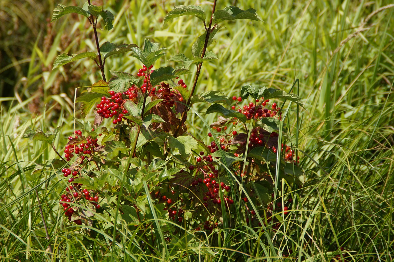 Image - spring lake moor moorland nature