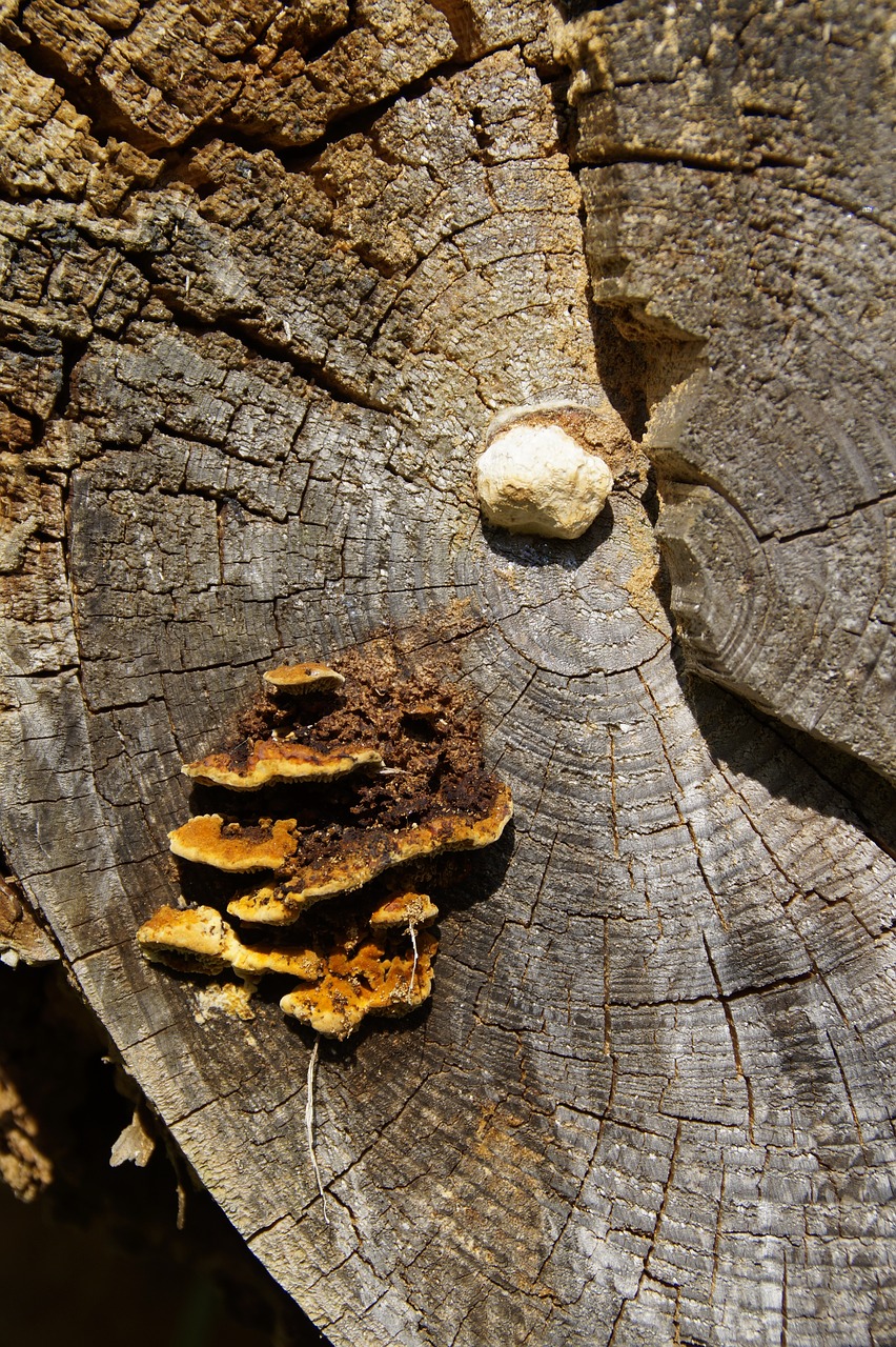 Image - mushroom tree fungus bannwald drip