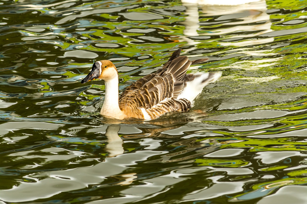 Image - water floating duck swan bird