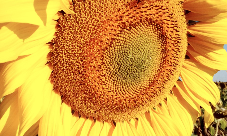 Image - sunflower flower yellow