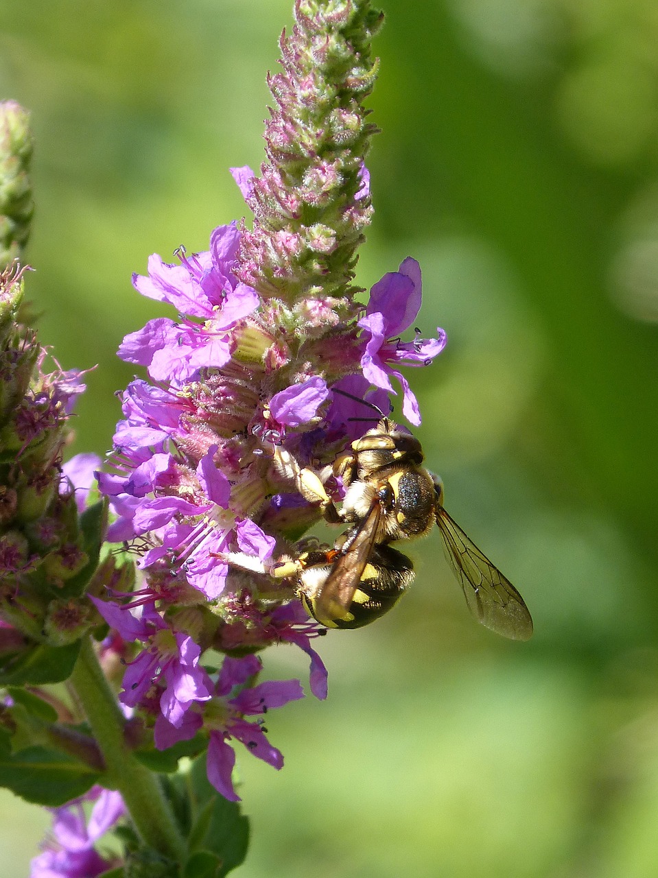 Image - hornet flower libar