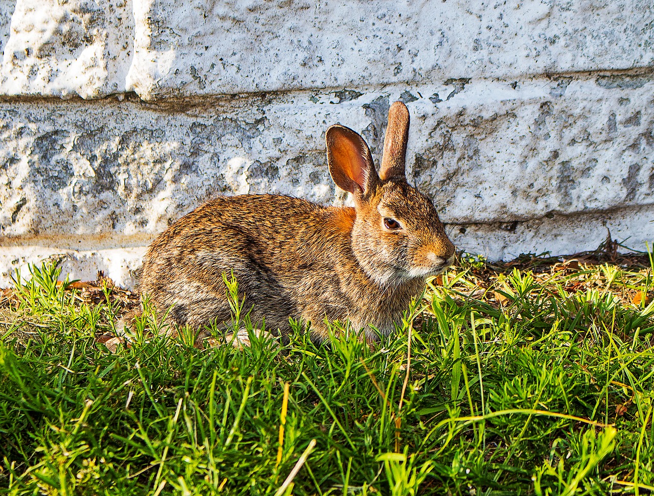 Image - rabbit animal wild life wild brown