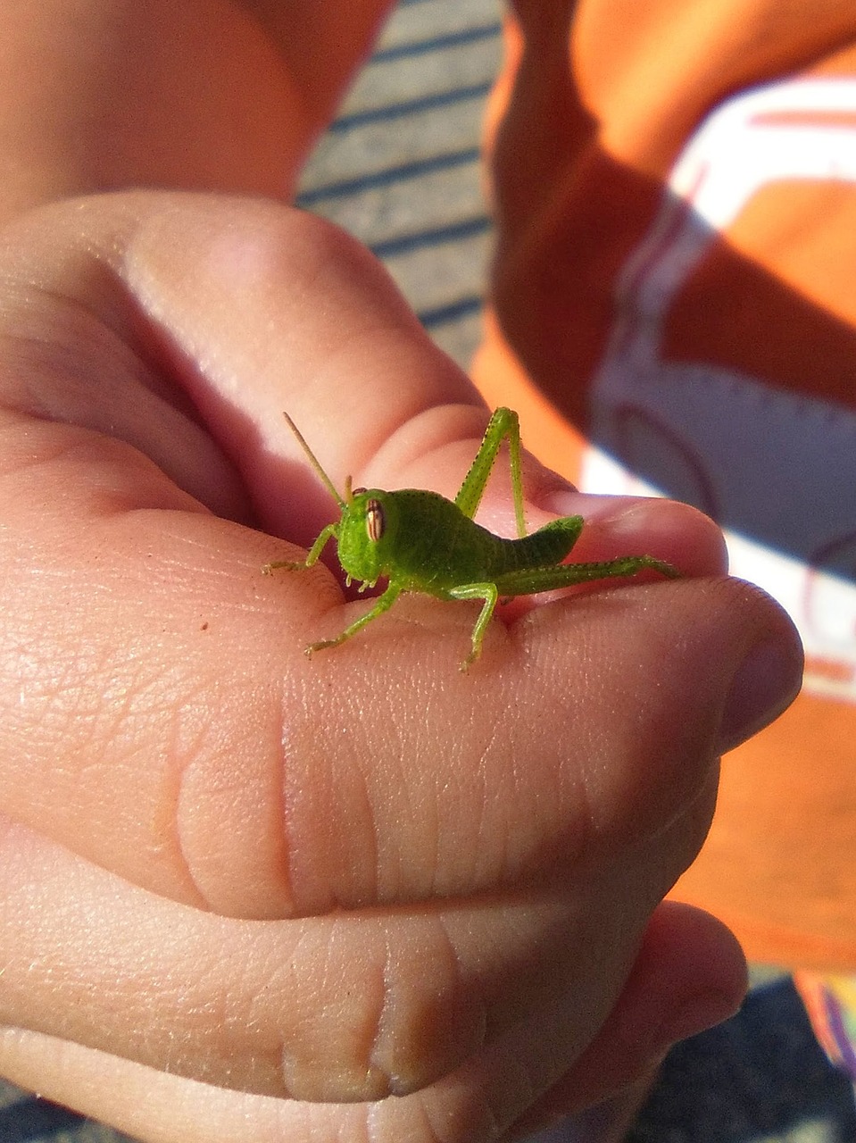 Image - green grasshopper lobster child hand