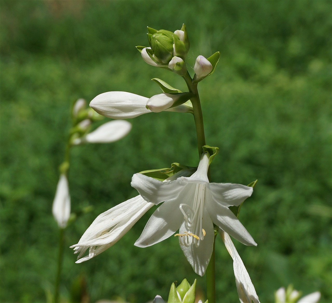 Image - plantain lilies lily hosta flower