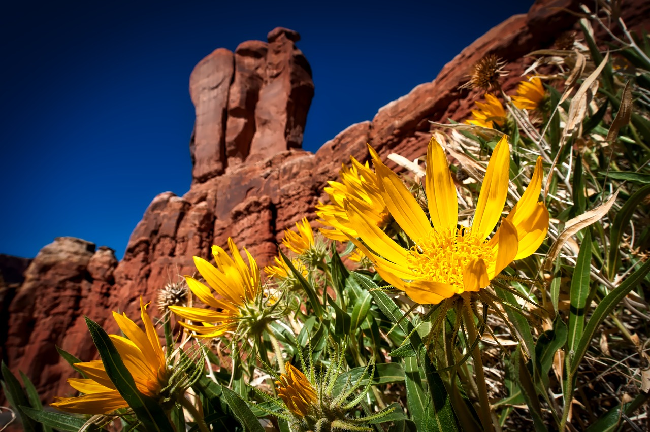 Image - arches national park utah landscape
