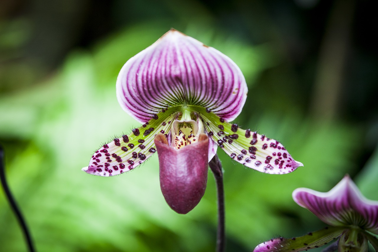 Image - flower blossom bloom orchid close