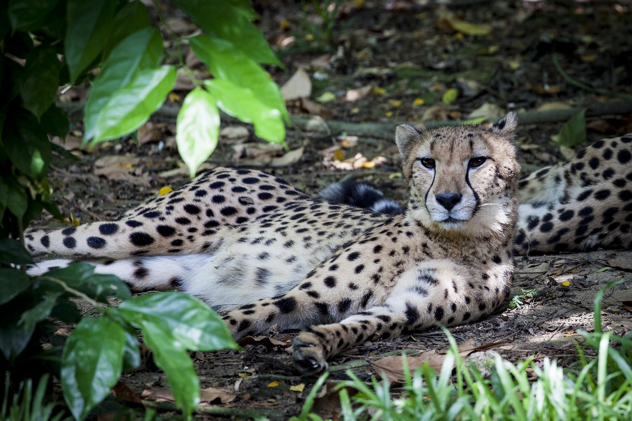 Image - cheetah predator wild cat acinonyx
