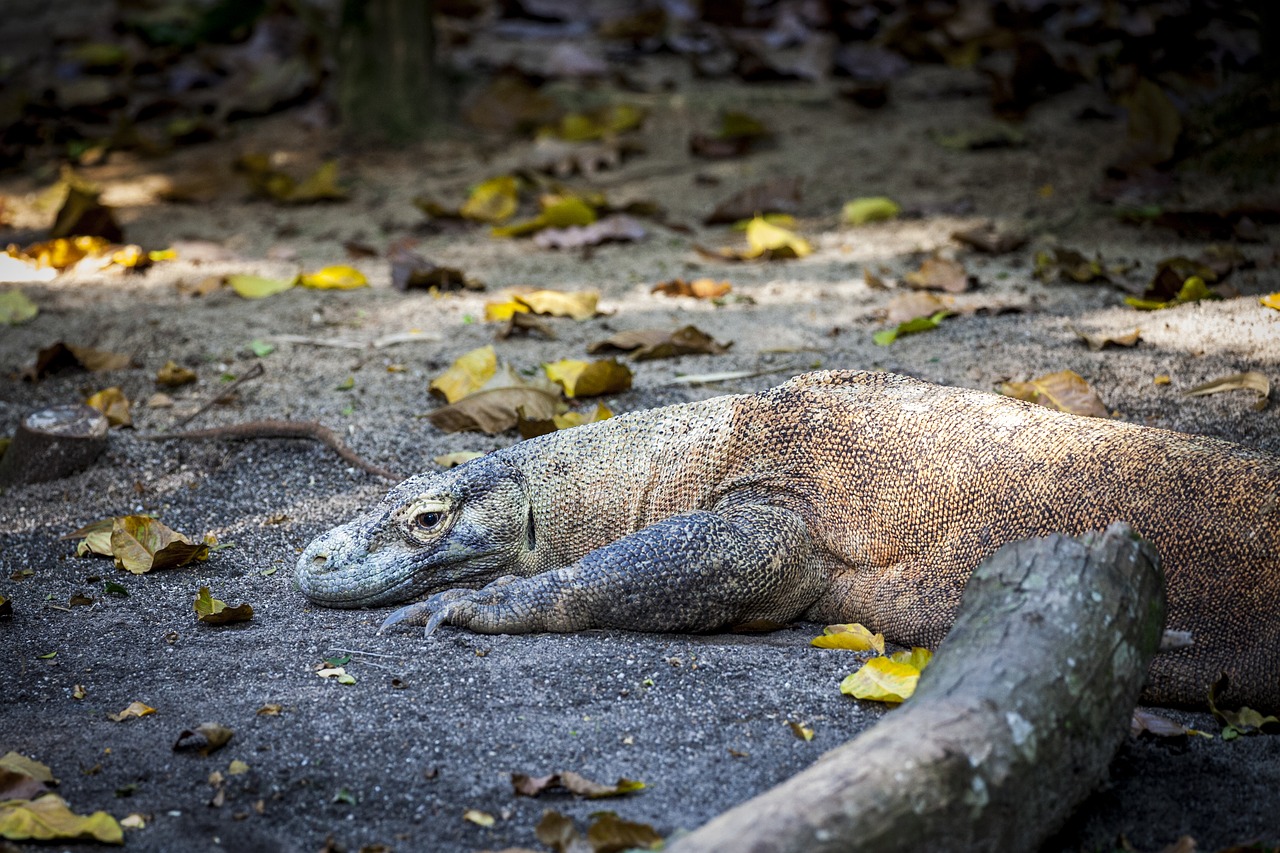 Image - monitor komodo dragon komodo