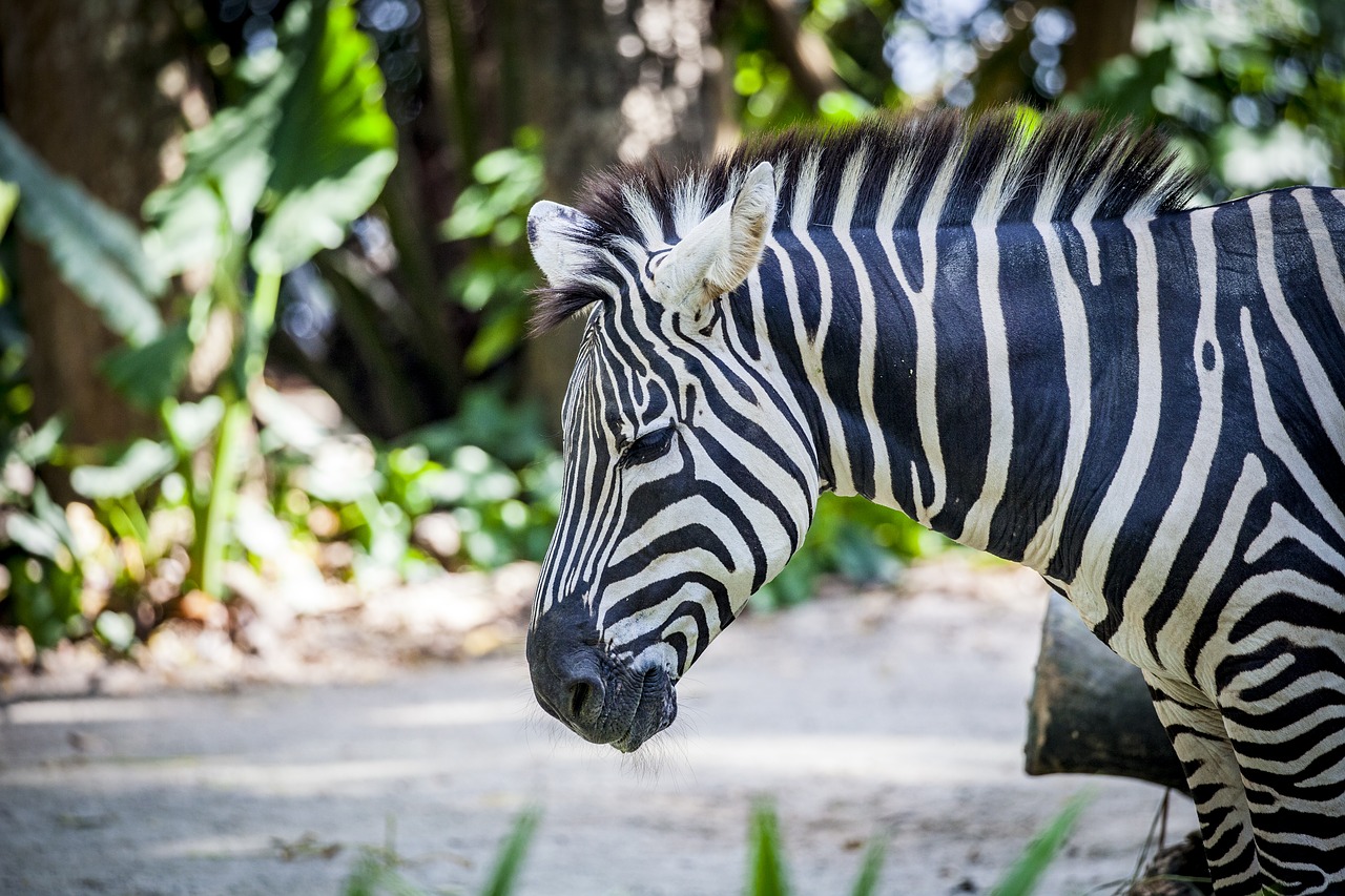 Image - zebra grevy black and white striped