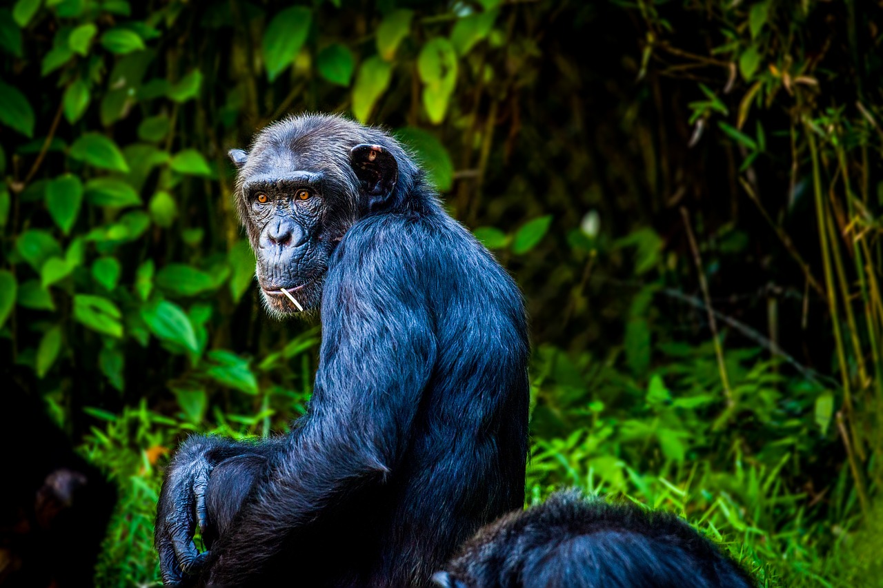 Image - chimpanzee monkey ape view animal