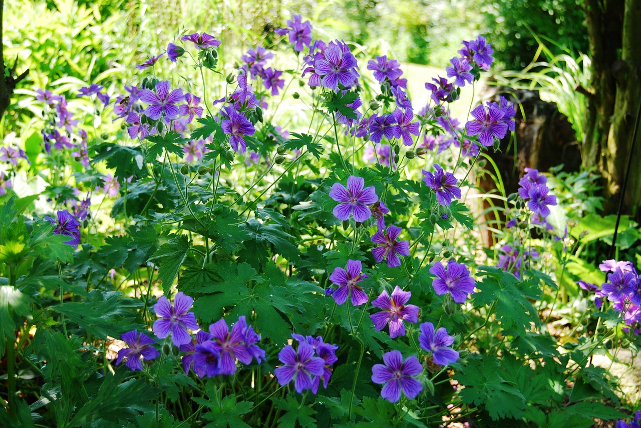 Image - cranesbill purple blossom bloom