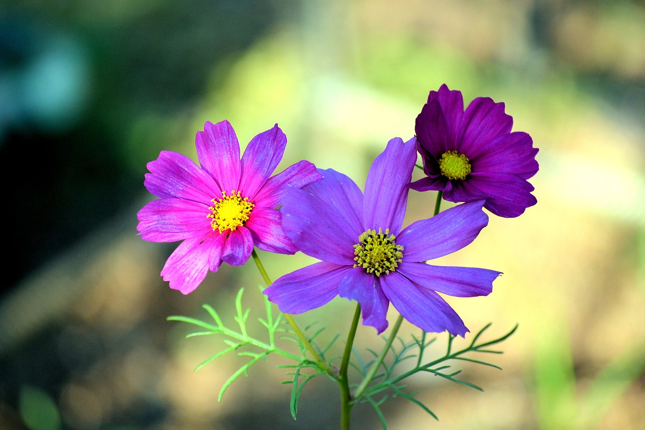 Image - cosmea flowers nature blue colors