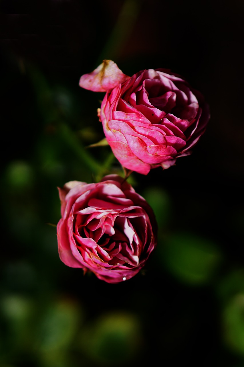 Image - pink rose flower blossom bloom