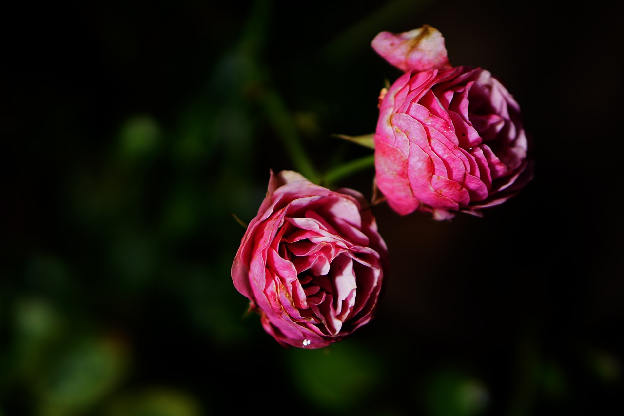 Image - pink rose flower blossom bloom