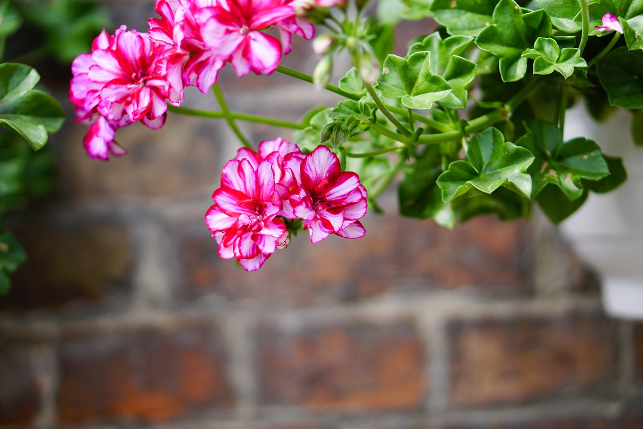Image - pink flowers geranium plant spring