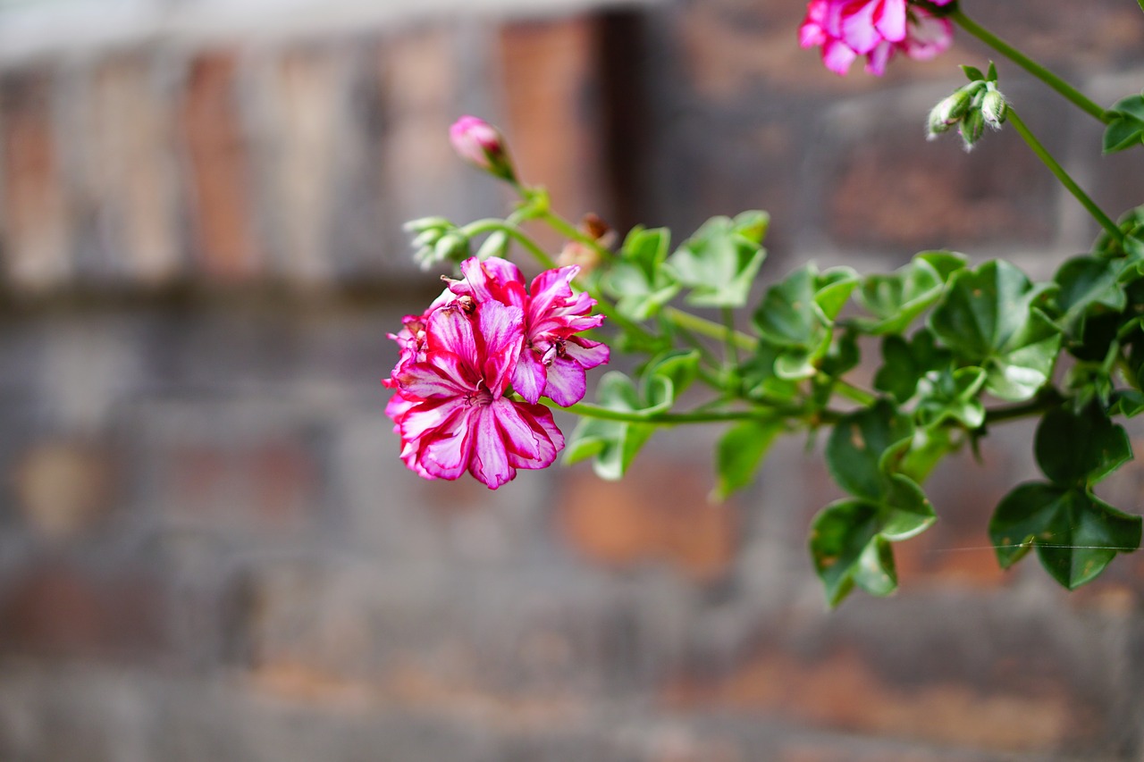 Image - pink flowers geranium plant spring