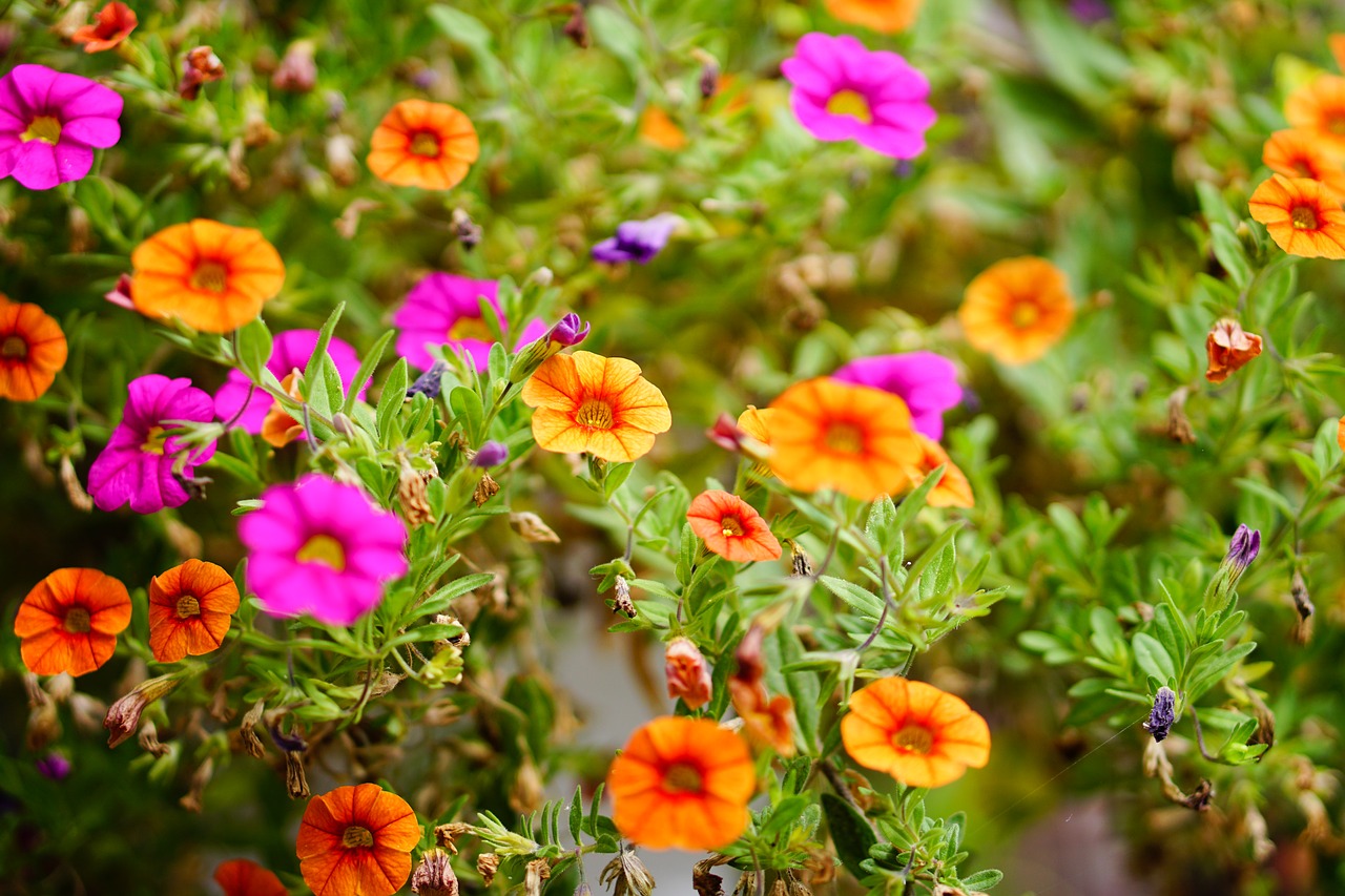 Image - pink flower pink orange flower