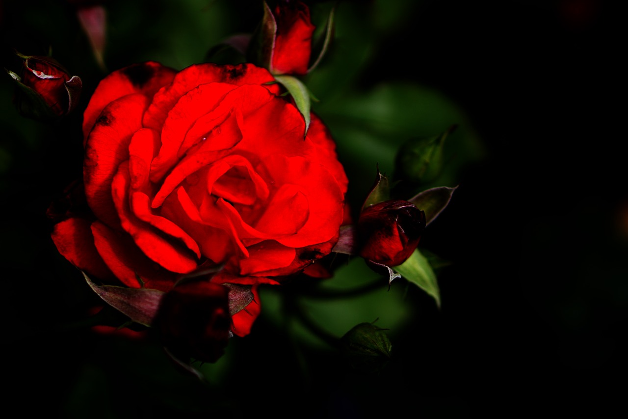 Image - red rose rose flowers red blossom