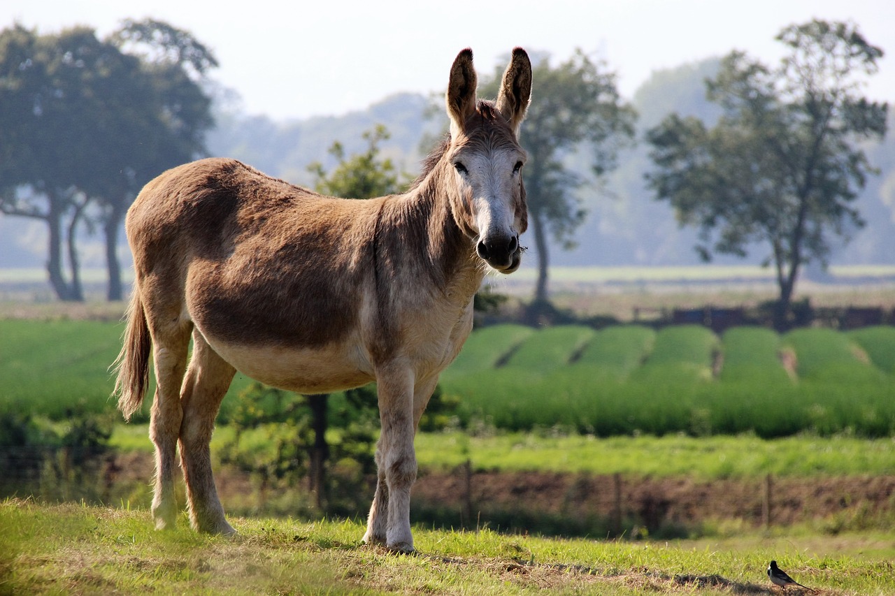 Image - donkey ass animal mule farm