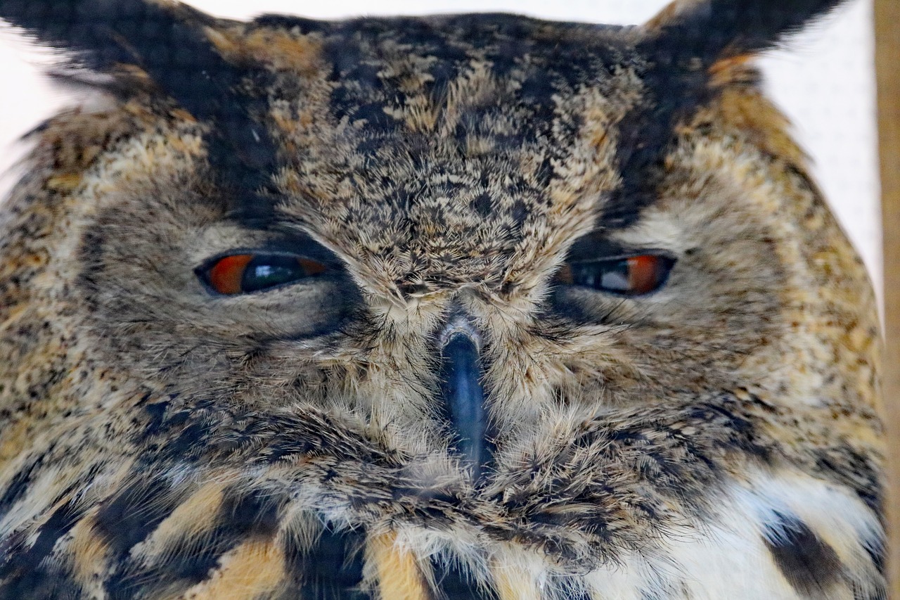 Image - eurasian eagle owl owl bird