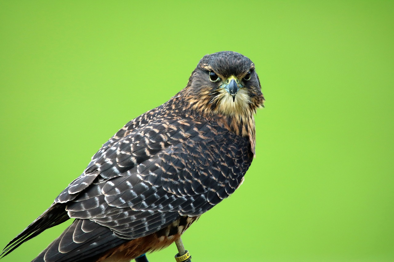 Image - new zealand falcon bird of prey hawk