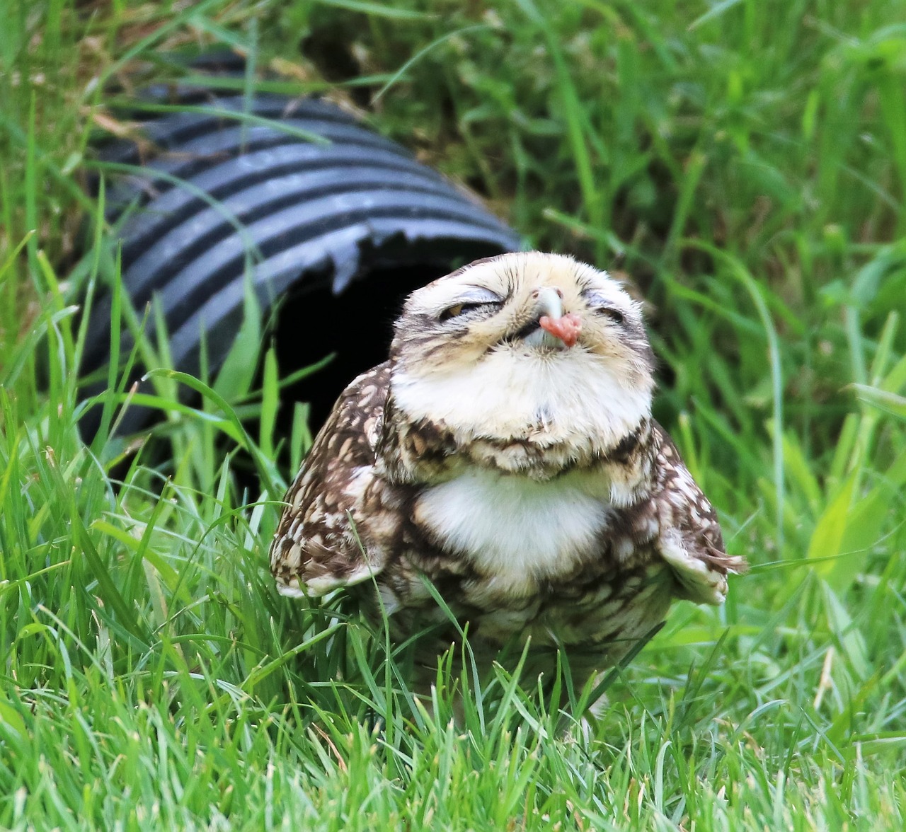 Image - burrowing owl small owl owl